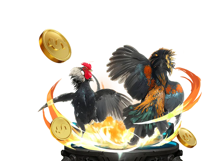 Trận đấu đá gà trực tiếp với các chú gà chiến đang giao đấu tại Casino 999.